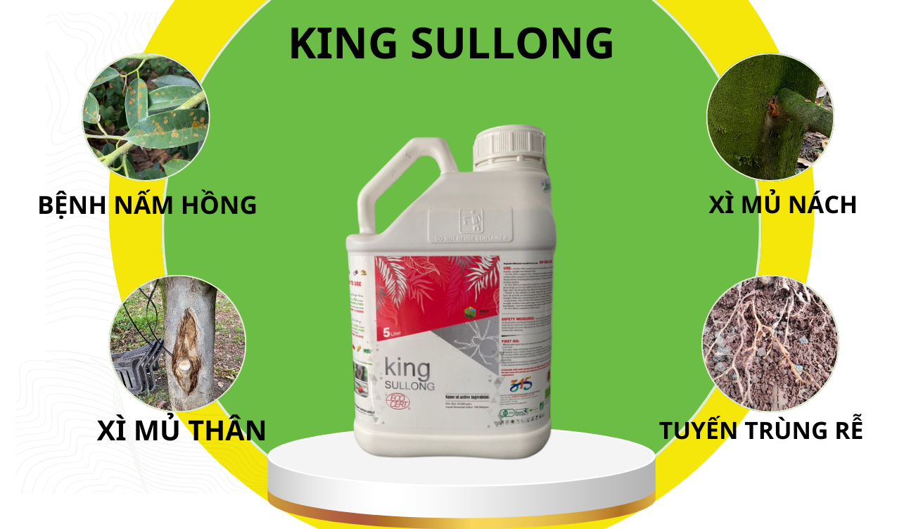 King sullong