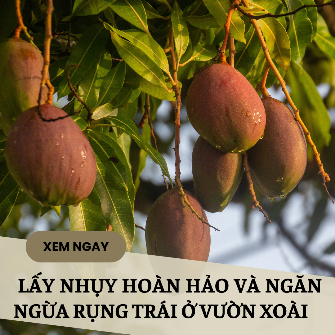 Lấy nH xóa Đài Loan