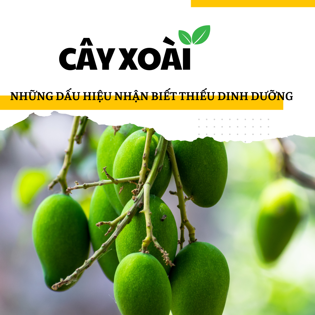 Thiếu dinh dưỡng